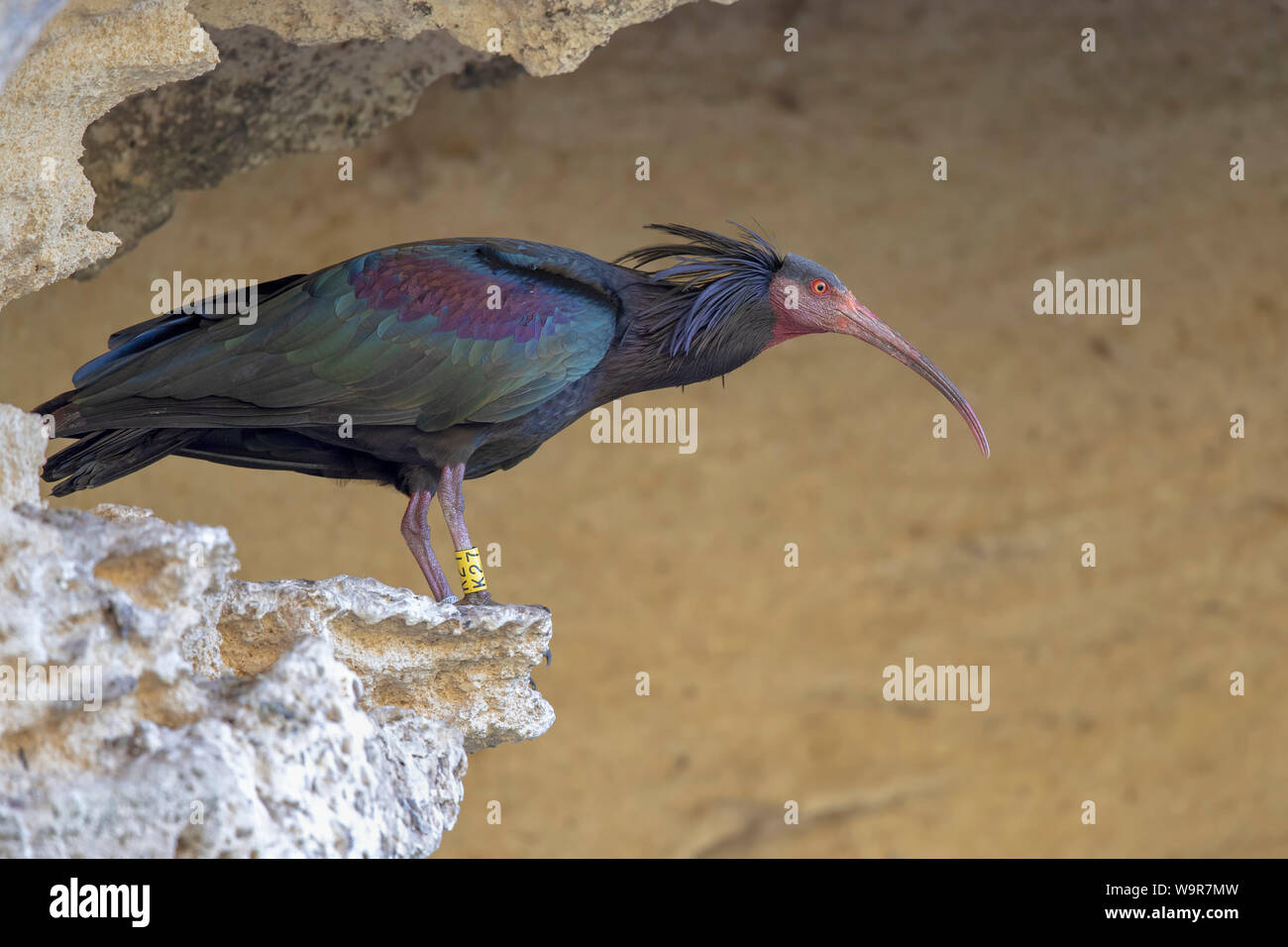 Northern Bald Ibis, Andalusien, Spanien, (Geronticus eremita) Stockfoto