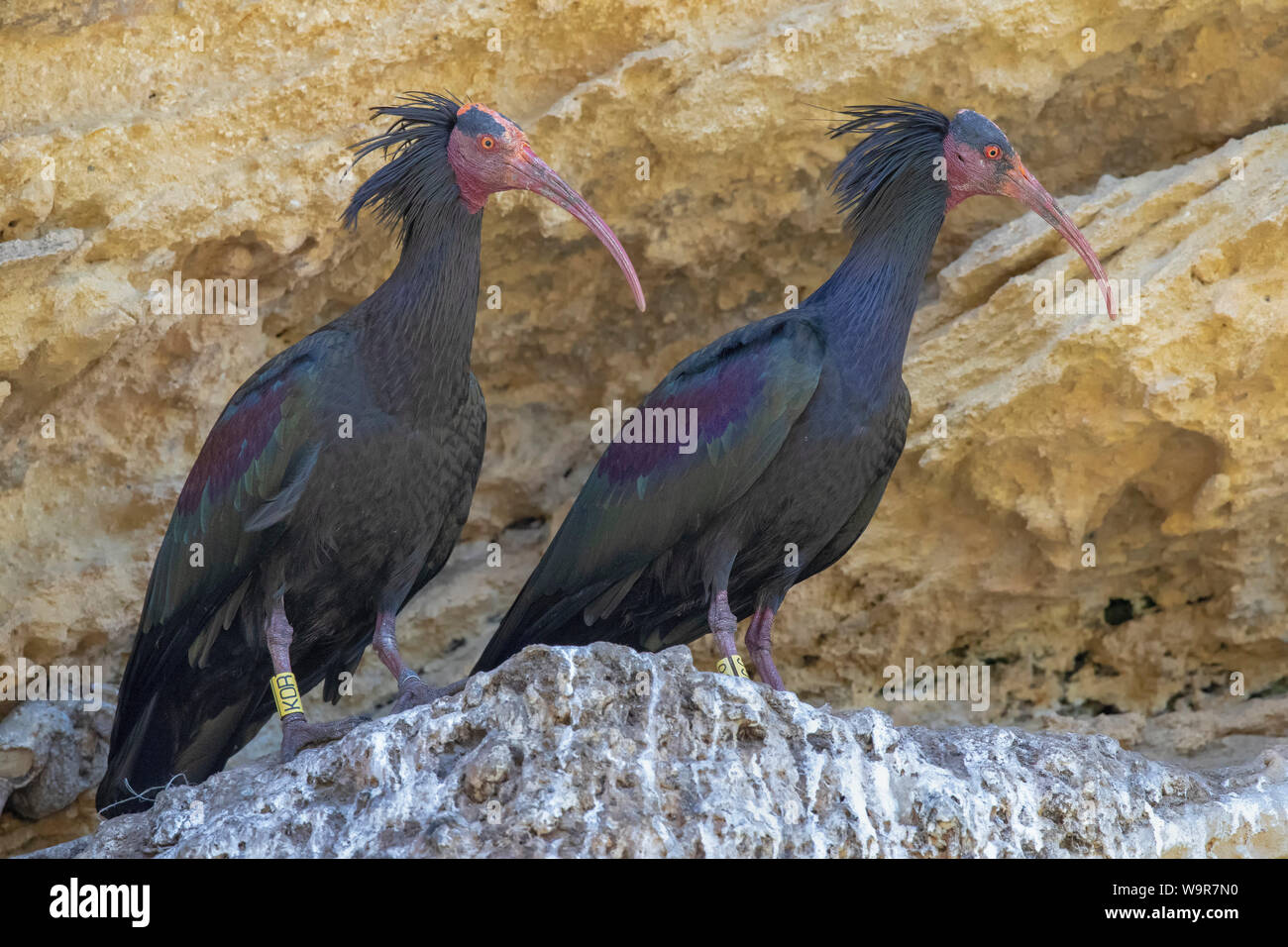 Northern Bald Ibis, Andalusien, Spanien, (Geronticus eremita) Stockfoto