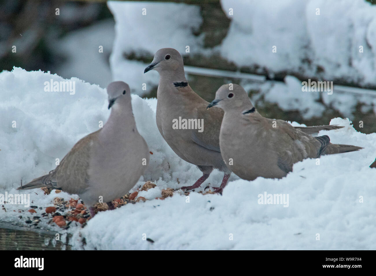 Eurasian collared Turteltauben (Streptopelia decaocto) Stockfoto