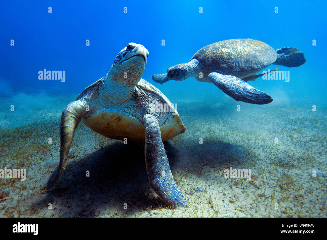 Riesige grüne Schildkröten vor der Paarung, Rotes Meer, Abu Dabab, Marsa Alam, Ägypten, Afrika, (Chelonia mydas) Stockfoto