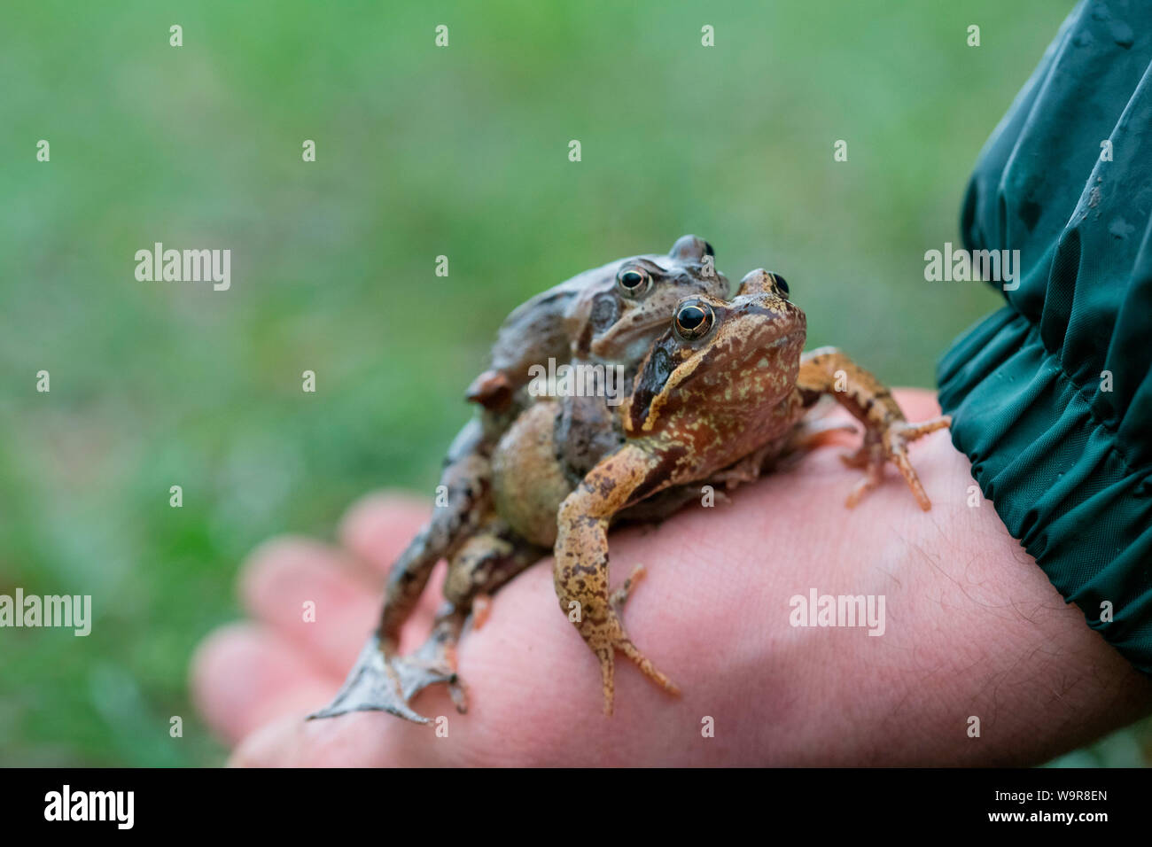 Gemeinsame Frösche auf Hand, Velbert, Nordrhein-Westfalen, Europa, (Rana temporaria) Stockfoto