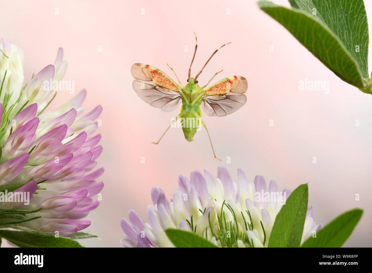 Pantilius tunicatus Erlenweichwanze, () ueber Wiesenklee (Trifolium pratense) Stockfoto