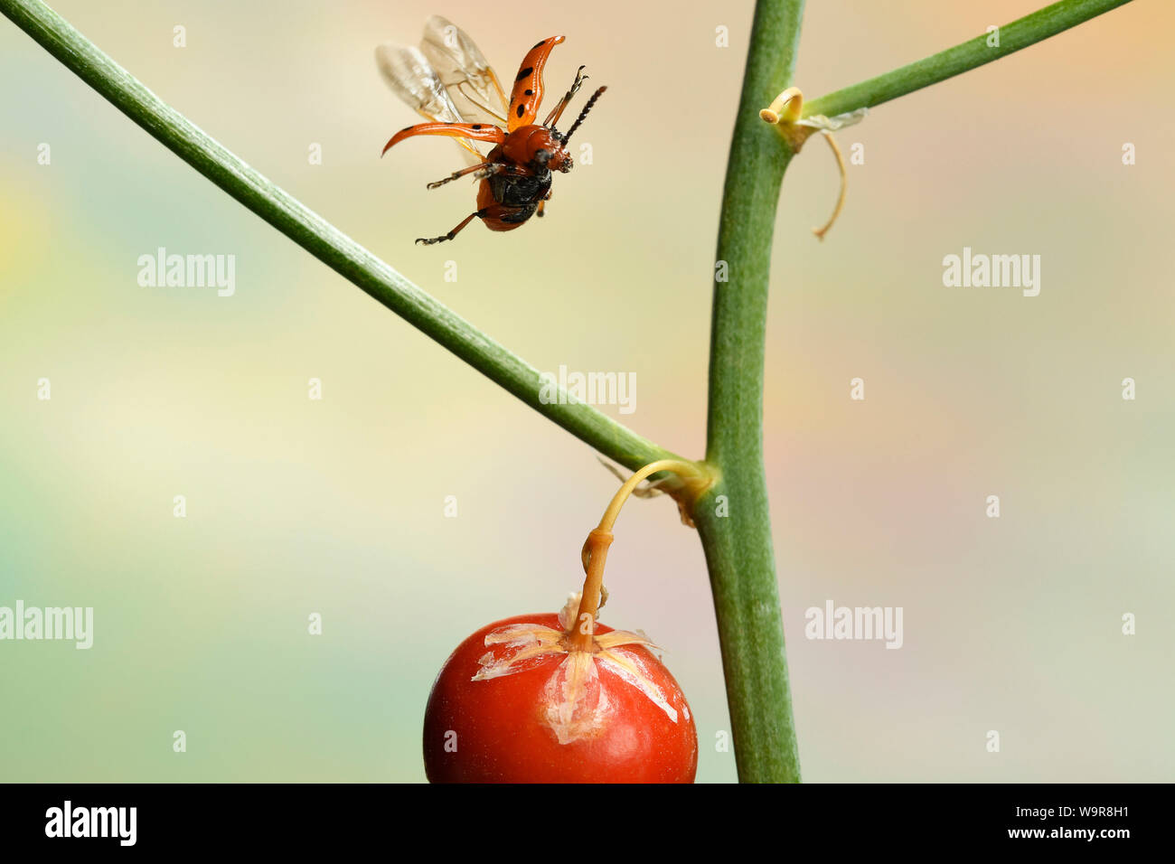 Zwoeflpunkt-Spargelkaefer, (Crioceris duodecimpunctata) die Spargelpflanze (Asparagus officinalis) mit Samenkapsel, Deutschland, Europa Stockfoto