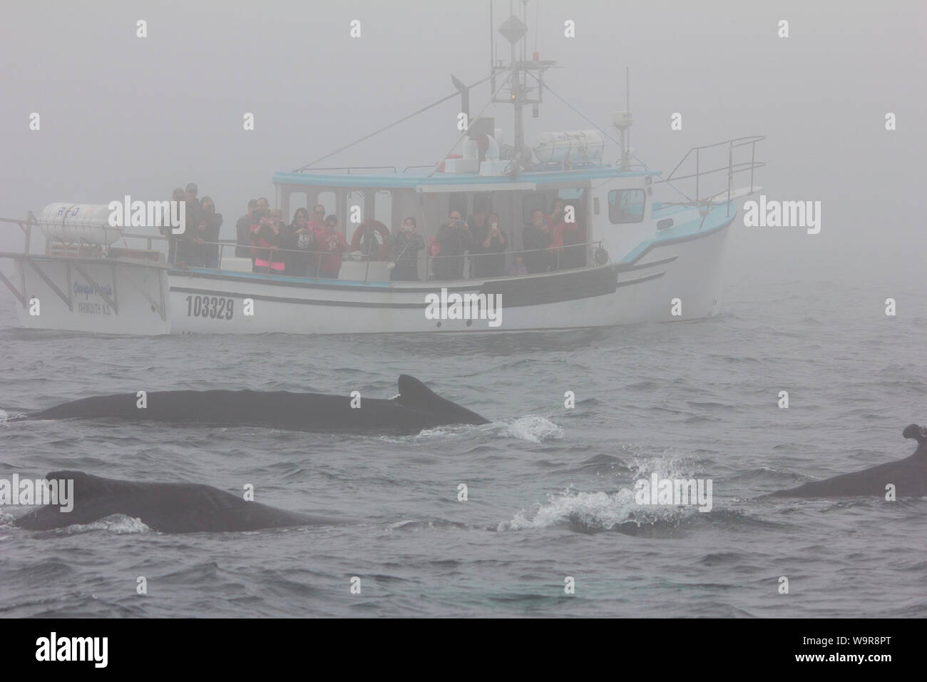 Buckelwal, Whale Watching, Brier Island, Bucht von Fundy, Nova Scotia, Kanada, (Megaptera novaeangliae) Stockfoto