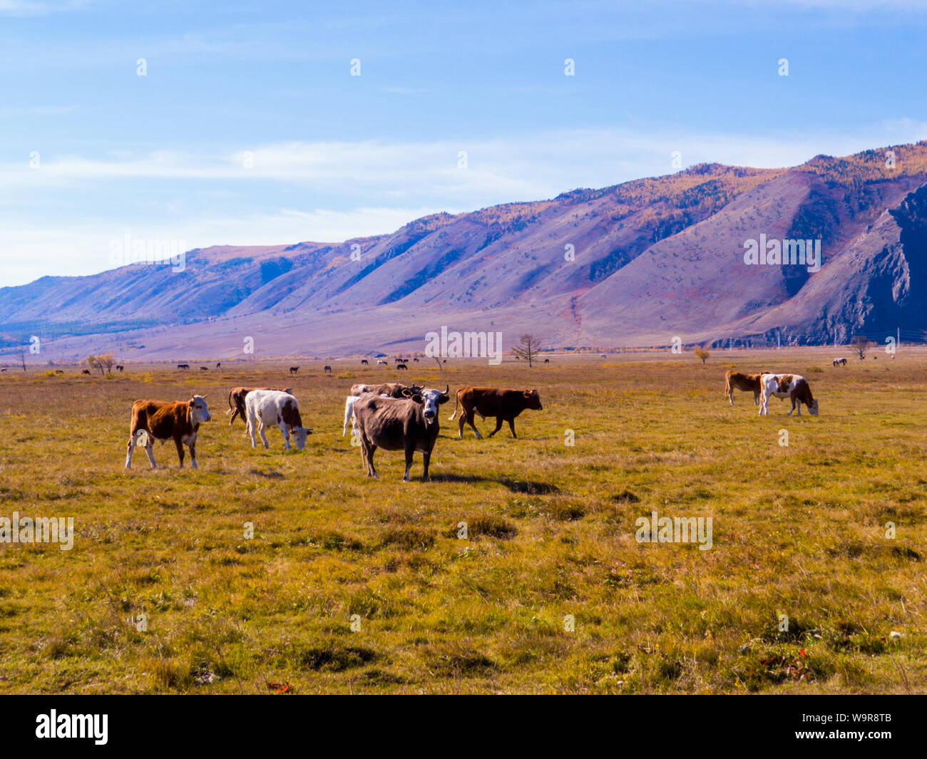Kühe auf Cape Uyuga, Kurma, Baikalsee, Sibirien, Russland Stockfoto