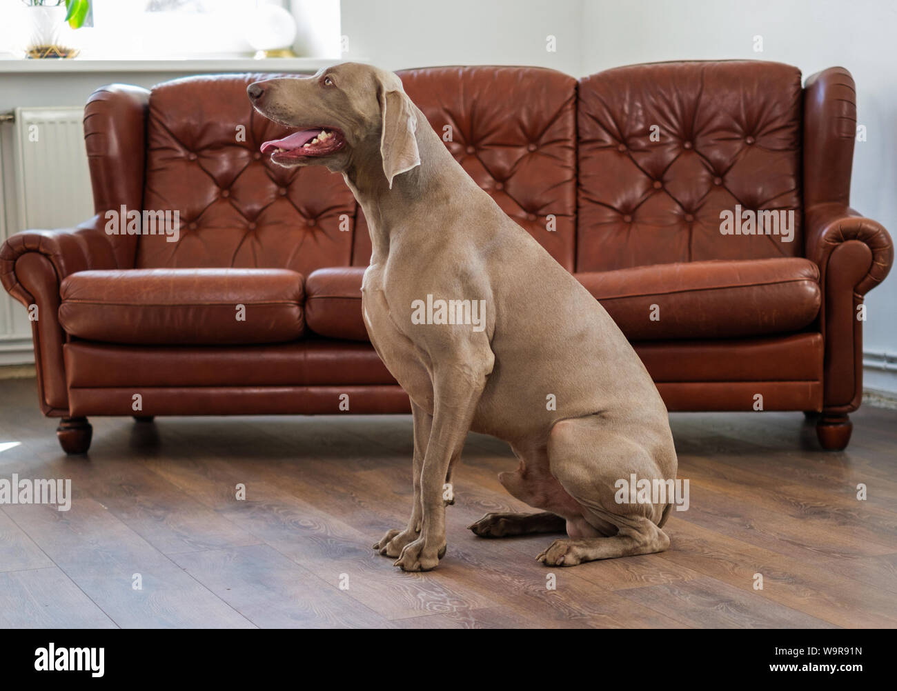Schöne weimaraner Hund zu Hause Stockfoto