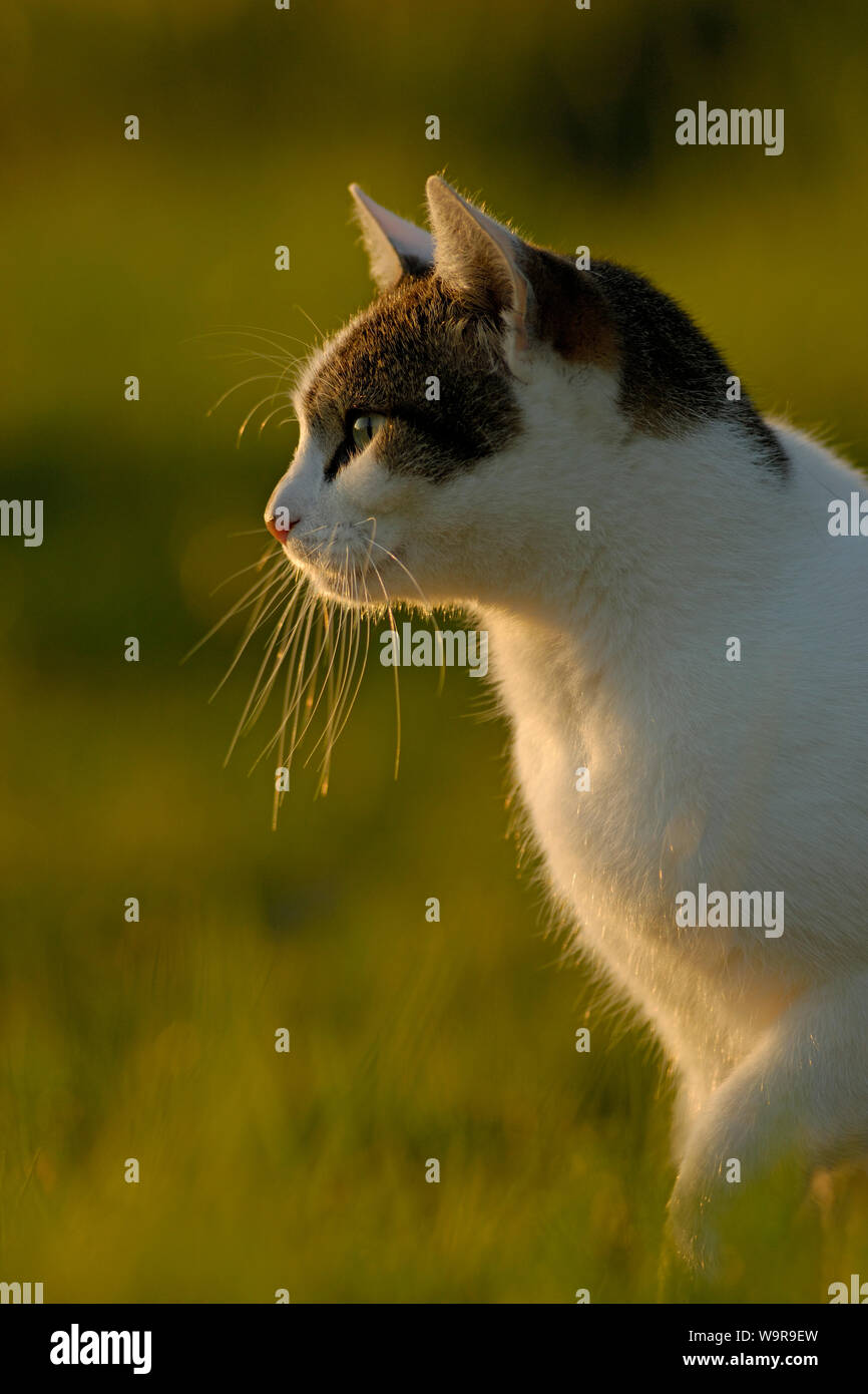 Inländische weibliche Katze im Abendlicht auf Wiese Stockfoto