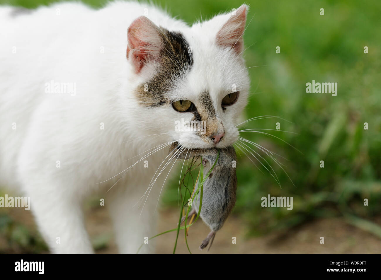 Inländische weibliche Katze mit Maus beschlagnahmt Stockfoto