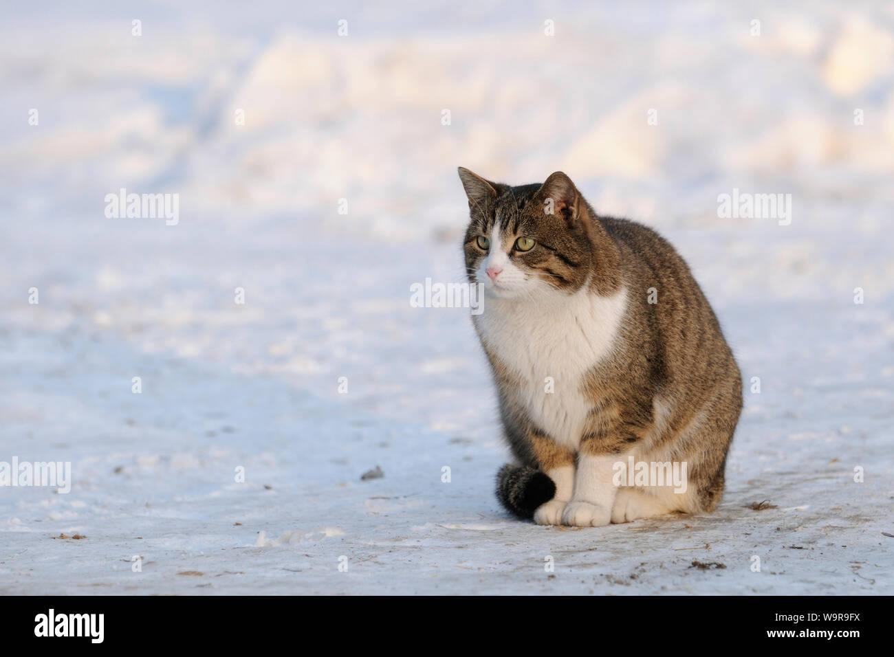 Inländische weibliche Katze im Schnee Stockfoto