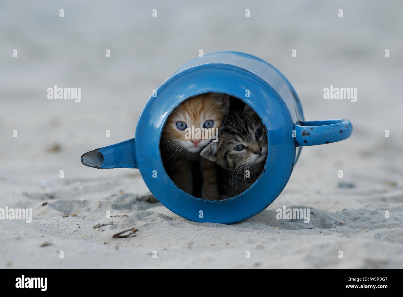 Hauskatze, tabby Kätzchen in alte blaue Gießkanne Stockfoto