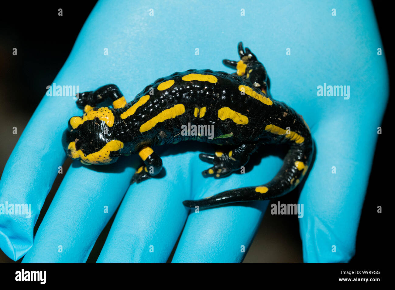 Feuersalamander an Bsal Probenahme, Nordrhein-Westfalen, Europa, (Salamandra salamandra) Stockfoto