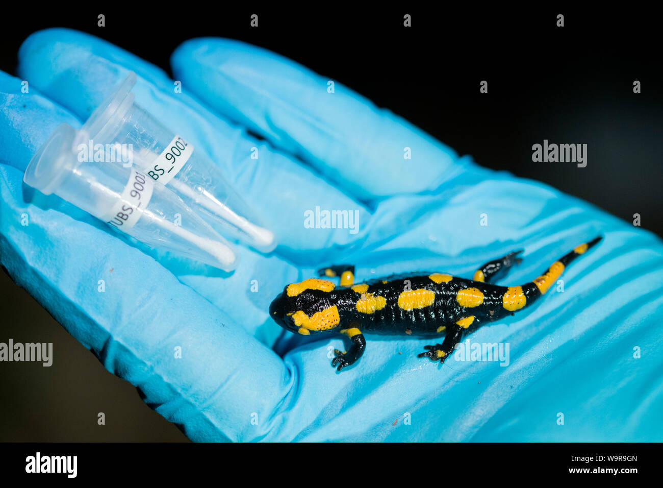 Feuersalamander an Bsal Probenahme, Nordrhein-Westfalen, Europa, (Salamandra salamandra) Stockfoto