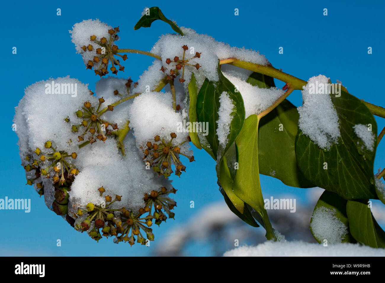 Gemeinsame Efeu (Hedera helix) Stockfoto