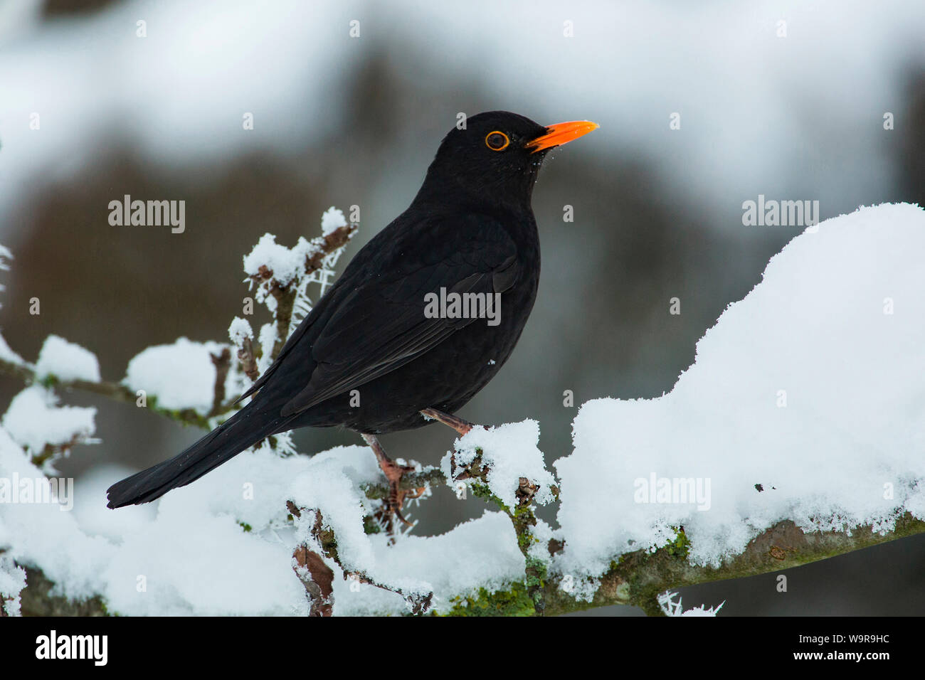 Gemeinsame Blackbird, männlich, (Turdus merula) Stockfoto