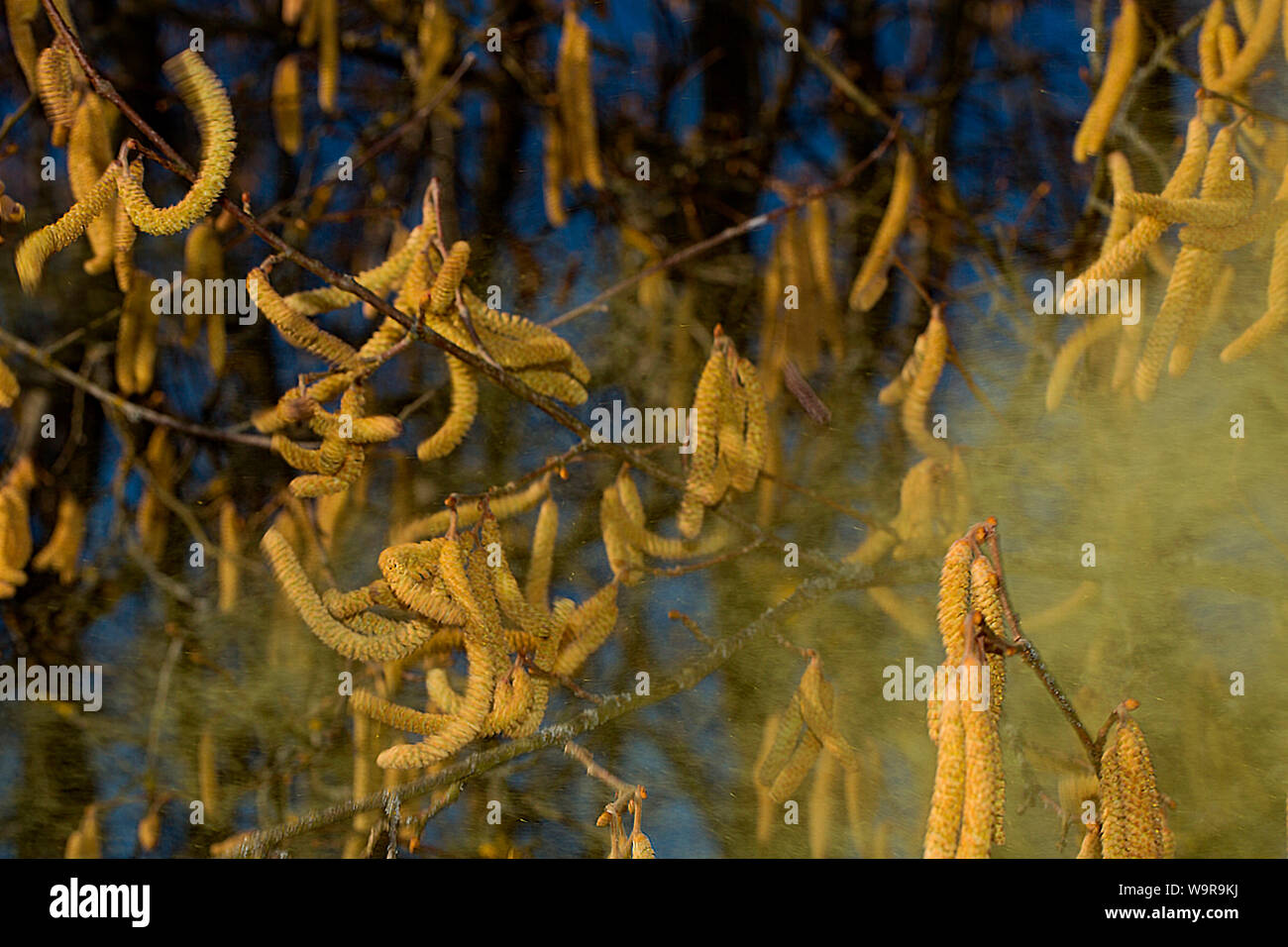 Gemeinsame Hasel (Corylus avellana) Stockfoto