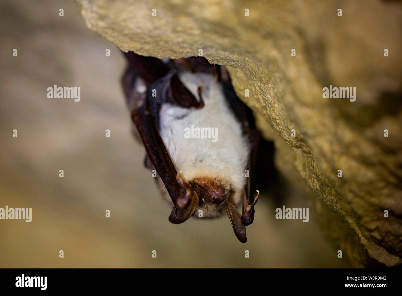 Mehr mouse-eared bat, (Myotis myotis) Stockfoto