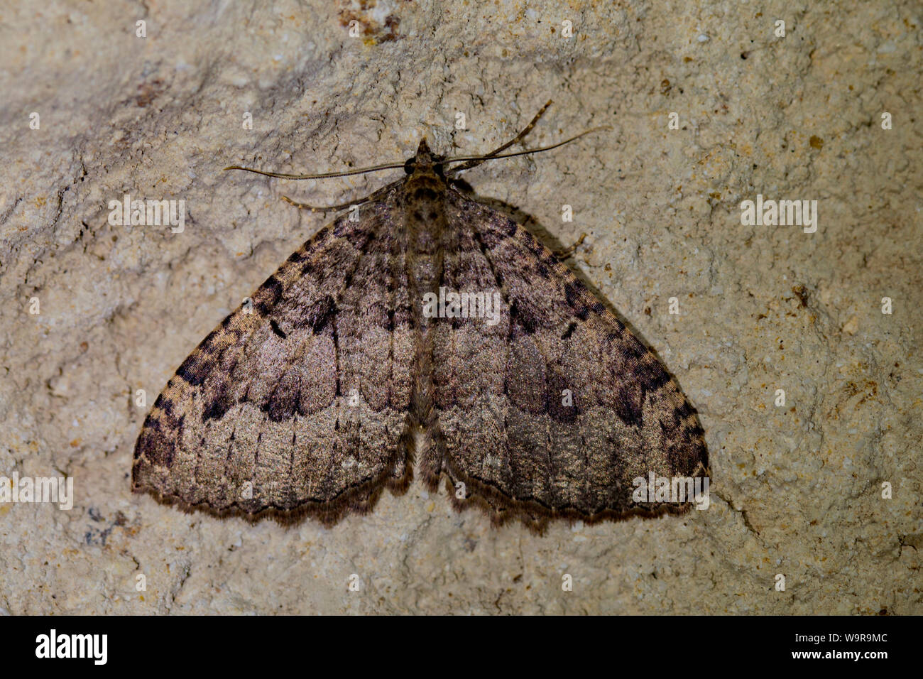 Gewebe Motte (Triphosa dubitata) Stockfoto