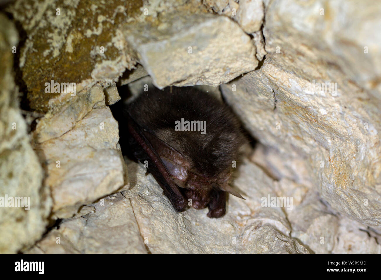 Die daubenton bat, Säugetiere, Fledermäuse, winter Lebensraum, (Myotis daubentonii) Stockfoto
