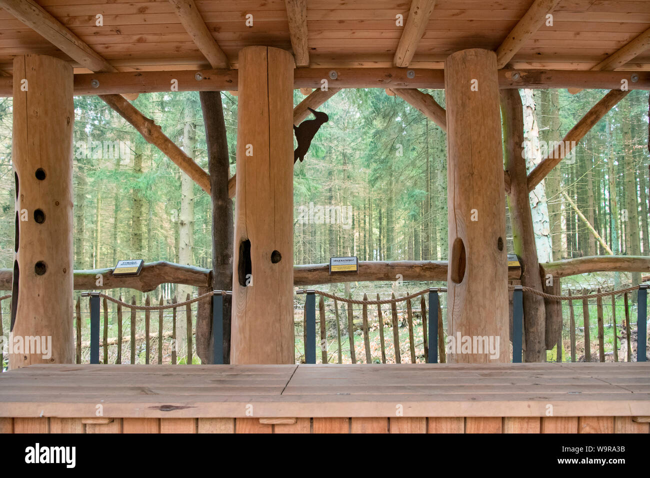 Specht Modelle, Natur Discovery Trail, Nationalpark Eifel, Nordrhein-Westfalen, Deutschland, Europa Stockfoto