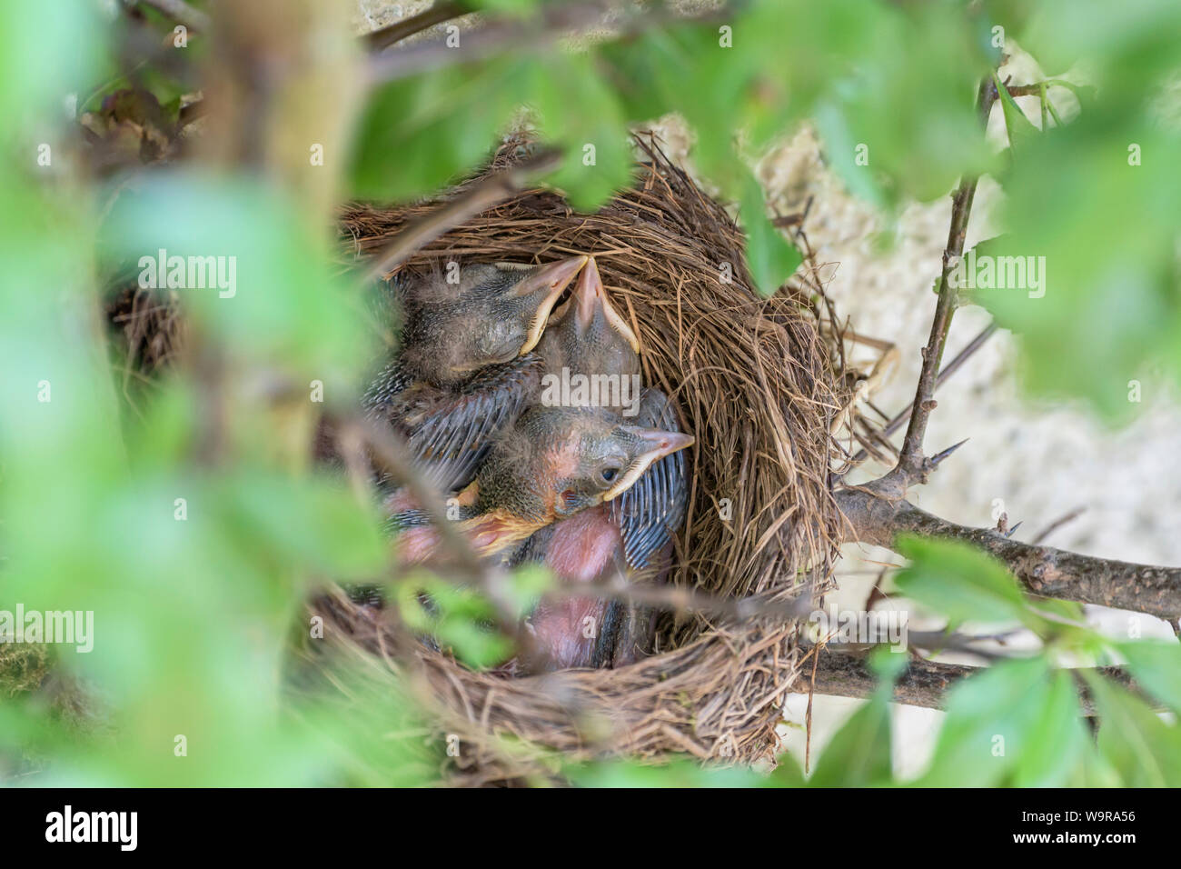 Benutzen Amseln Ihr Nest Mehrmals Junge amseln in -Fotos und -Bildmaterial in hoher Auflösung – Alamy