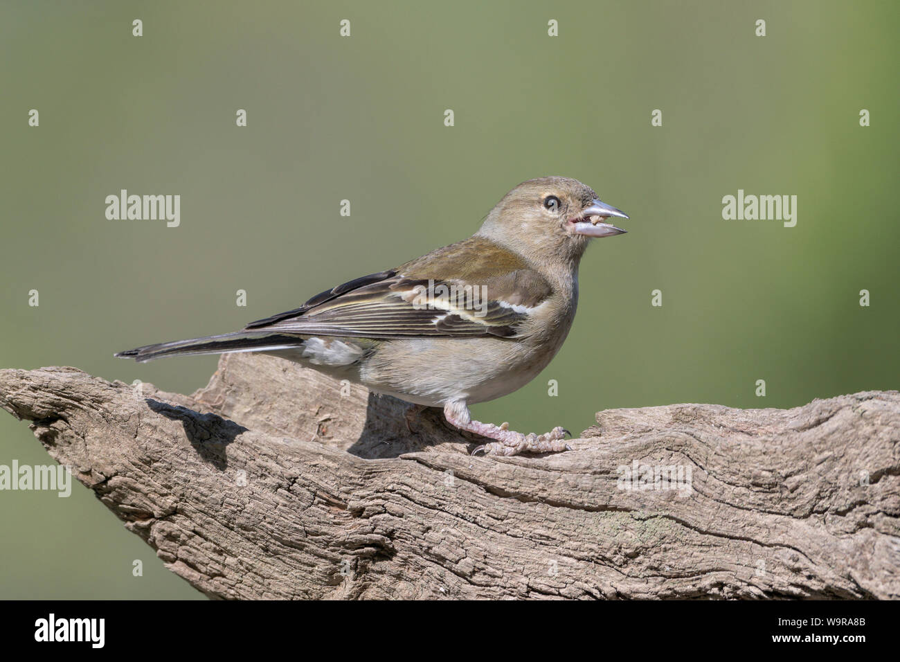 Buchfink, Weibchen, Niedersachsen, Deutschland, (Fringilla coelebs) Stockfoto