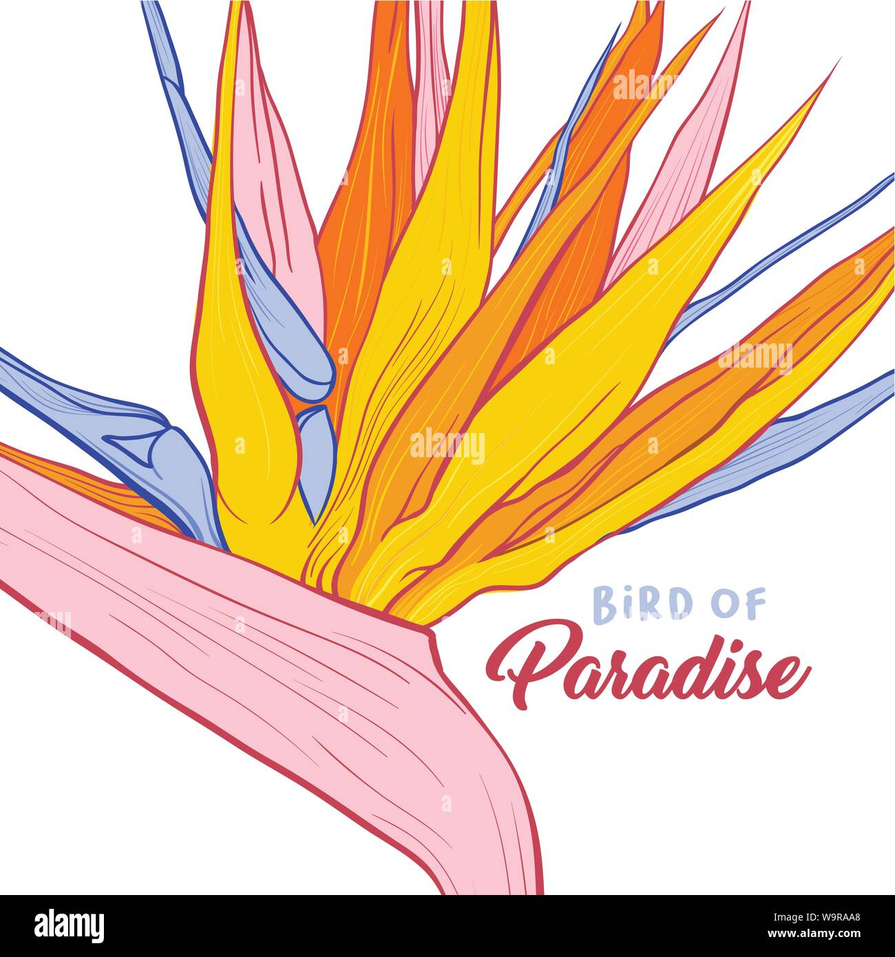 Bird of paradise flower banner Vektor Vorlage. Strelitzia reginae Close up Abbildung gezeichnet mit Schriftzug. Exotische Flora, tropischen Umgebung Poster. Schöne Anlage mit buntes Laub Stock Vektor