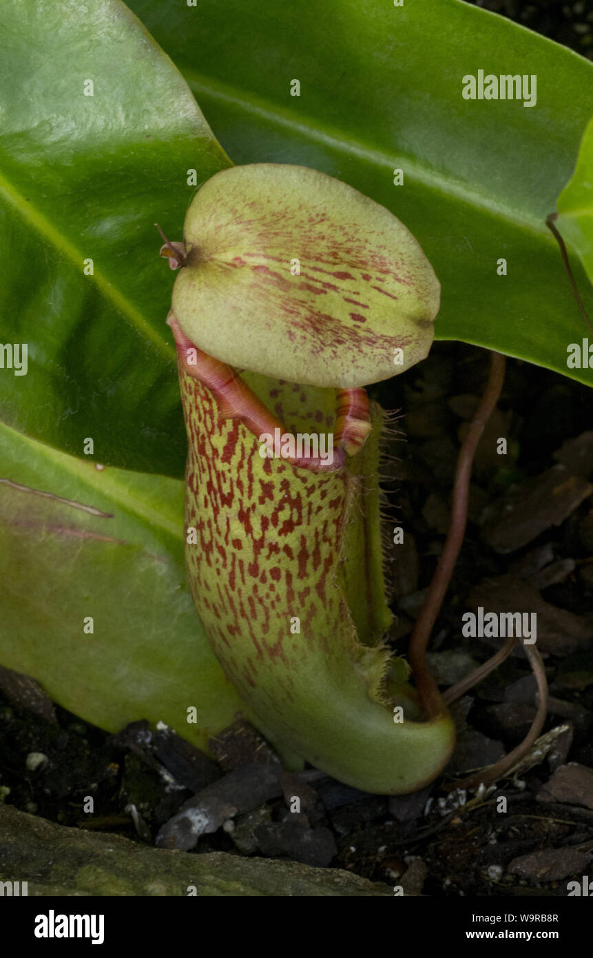 Nahaufnahme des NEPENTHE, Insectivorous plant Stockfoto