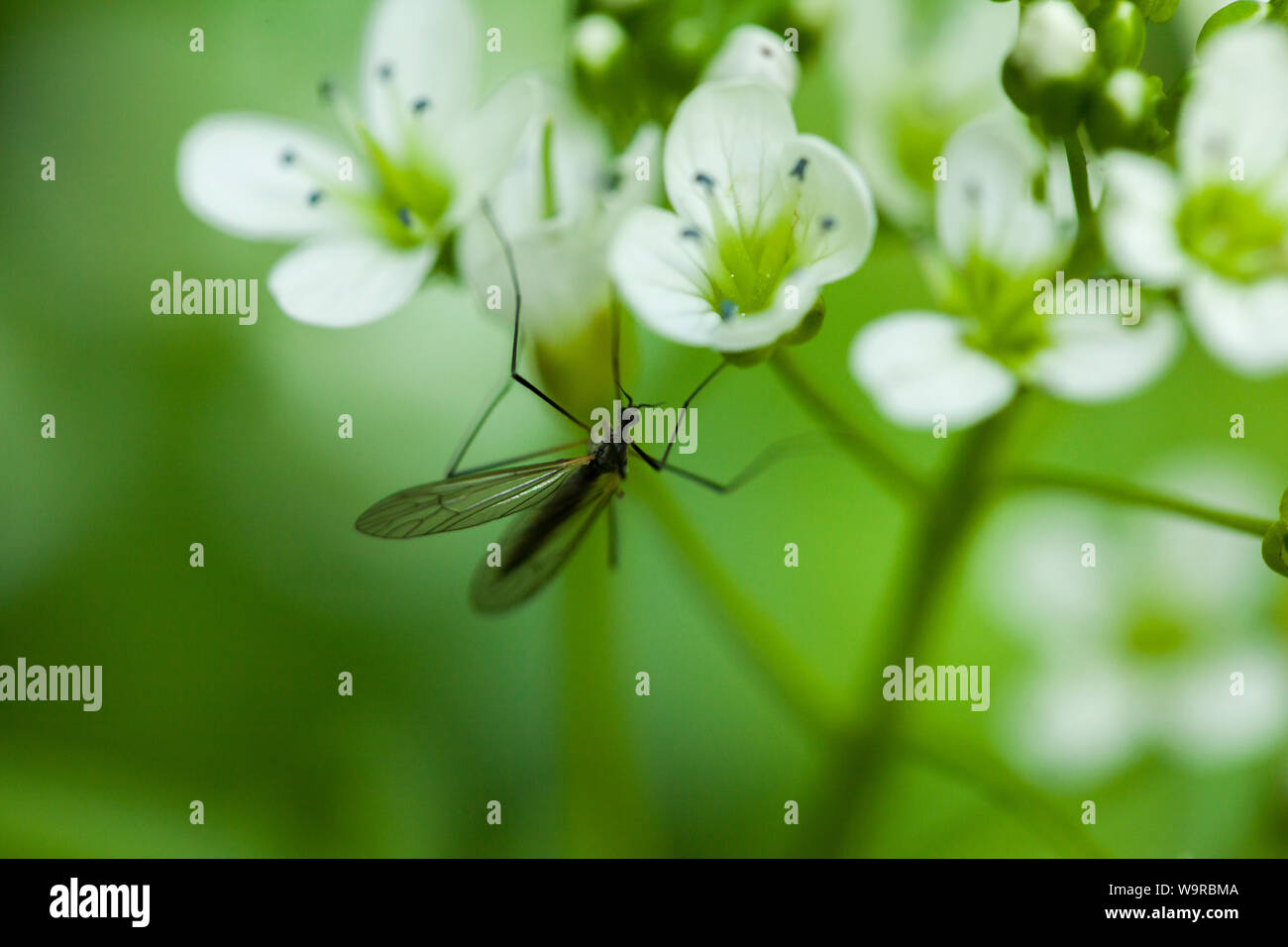 Makroaufnahme eines Insekts mit langen Flügeln auf einem üppigen Blumen im Wald Stockfoto