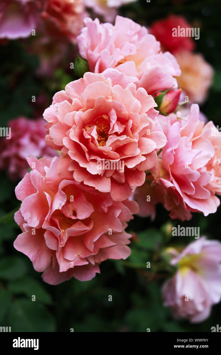 Rosa Rosen Stockfoto