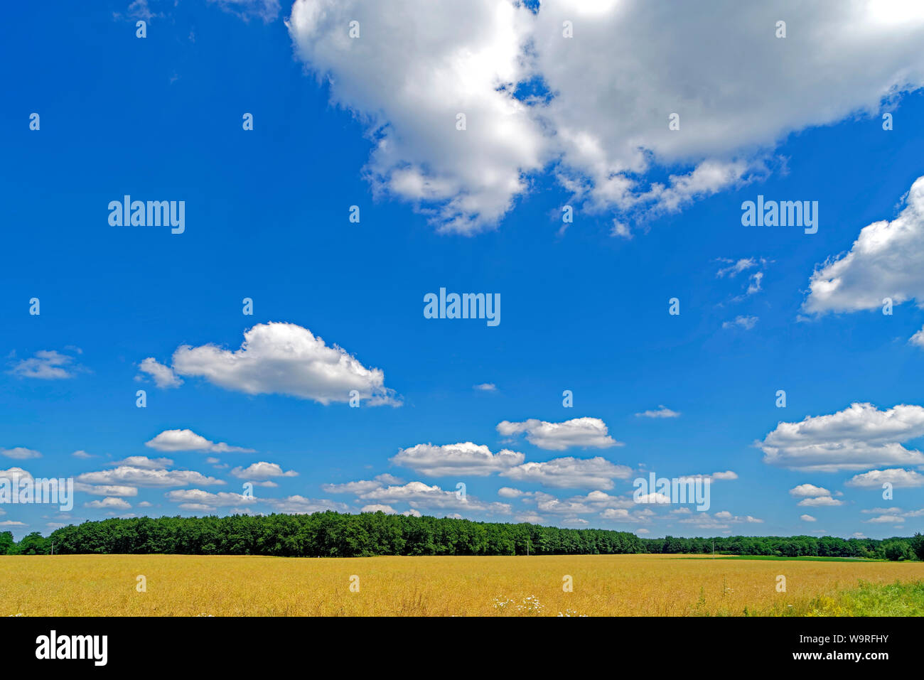 Getreidefeld, Landschaft, Panorama Stockfoto