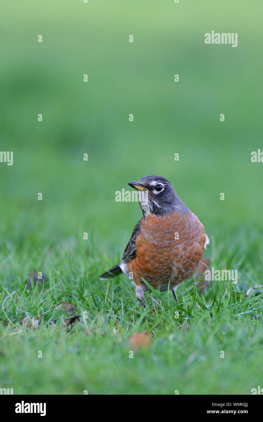 American Robin (Turdus migratorius) Stockfoto