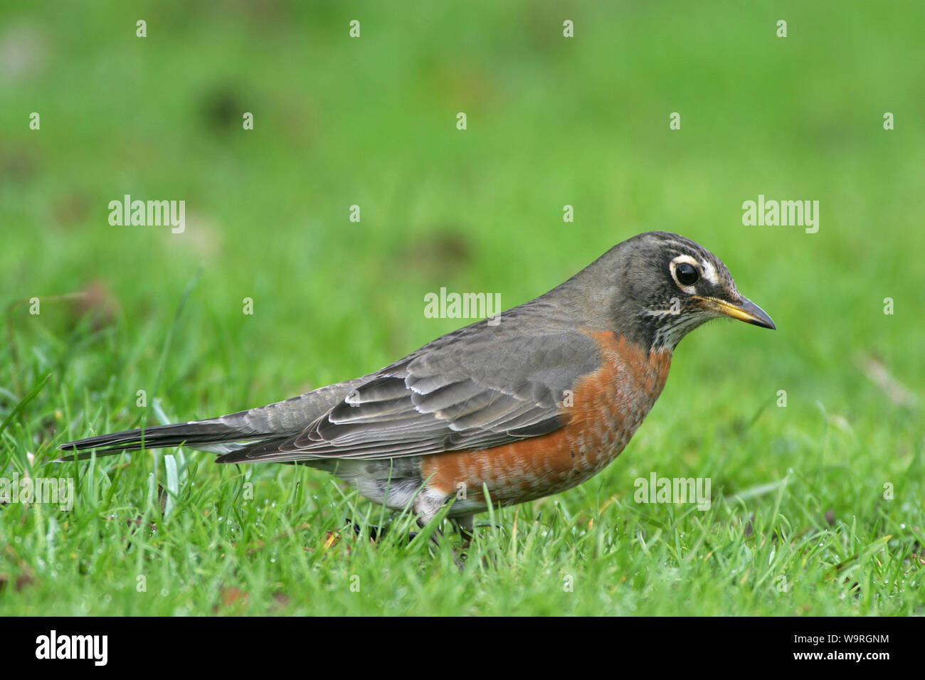American Robin (Turdus migratorius) Stockfoto