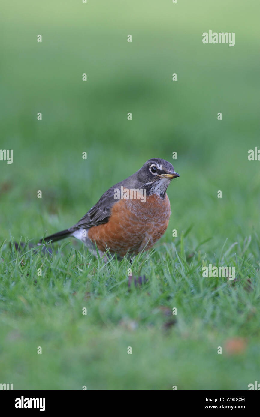American Robin (Turdus migratorius) Stockfoto