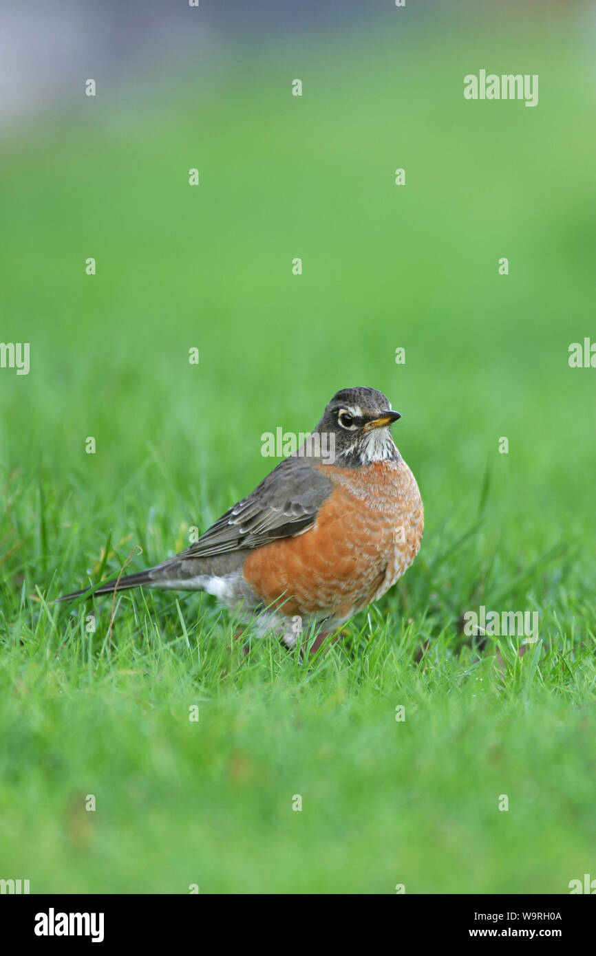 American Robin (Turdus migratorius) Stockfoto
