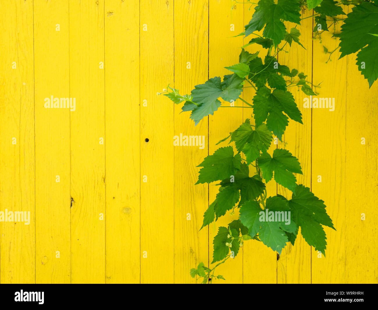Saftig grünen Weinblättern auf der gelben Holzwand. Natürliche Sommer Hintergrund Vorlage. Stockfoto