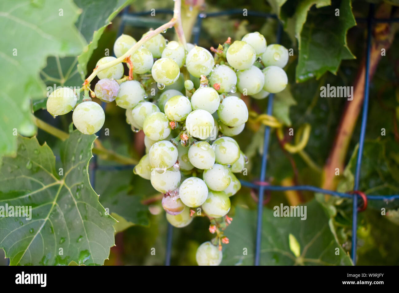 Üppige Trauben Trauben am Weinstock. Stockfoto