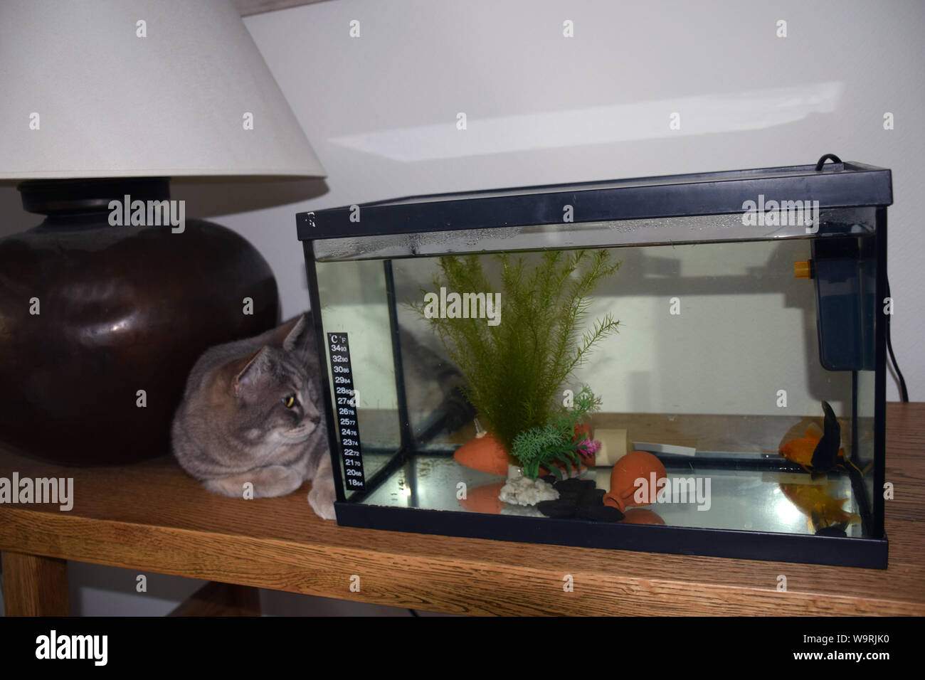 Cat eyeing bis Fisch Stockfoto