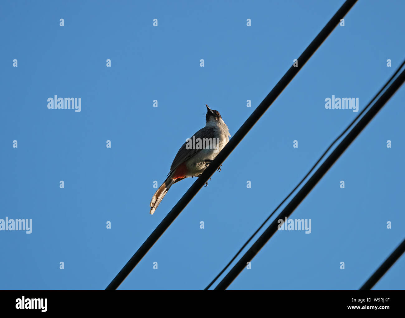 Closeup Sooty-Headed Bulbul Vogel Hoch auf den elektrischen Draht isoliert auf blauen Himmel Stockfoto