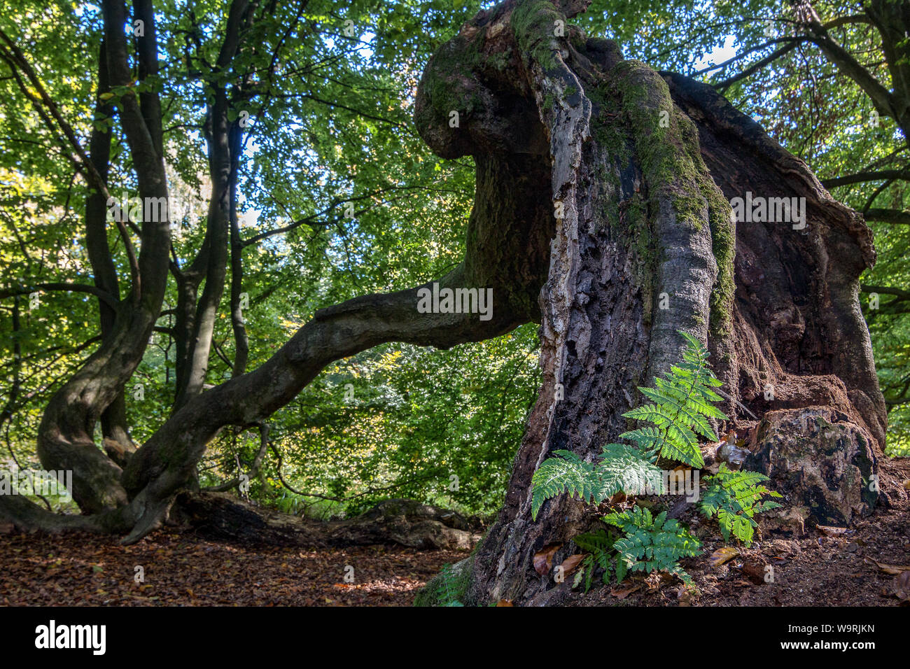 Dunklen Wald Stockfoto Dunklen Wald Stockfoto