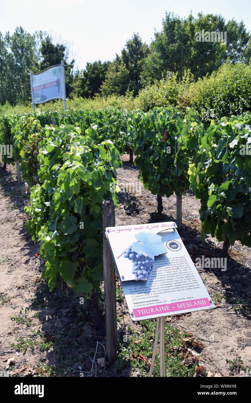 Gamay Wein Informationen anmelden, Onzain, Tal der Loire - Touraine Wein Region. Frankreich Juli 2019 Stockfoto
