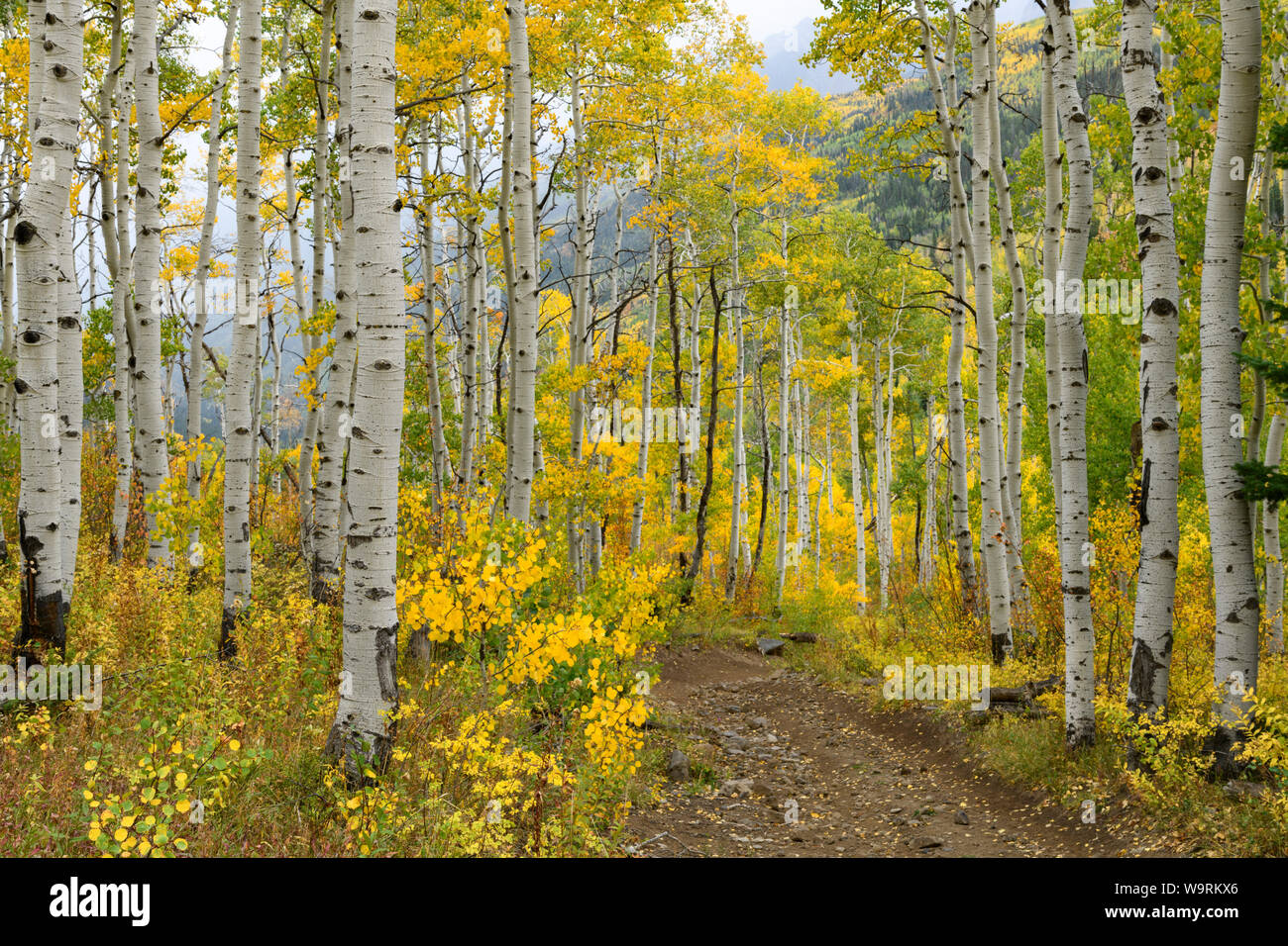 North America, American, USA, Rocky Mountains, Colorado, Aspen, White River National Forest, McClure Pass *** Local Caption *** Stockfoto