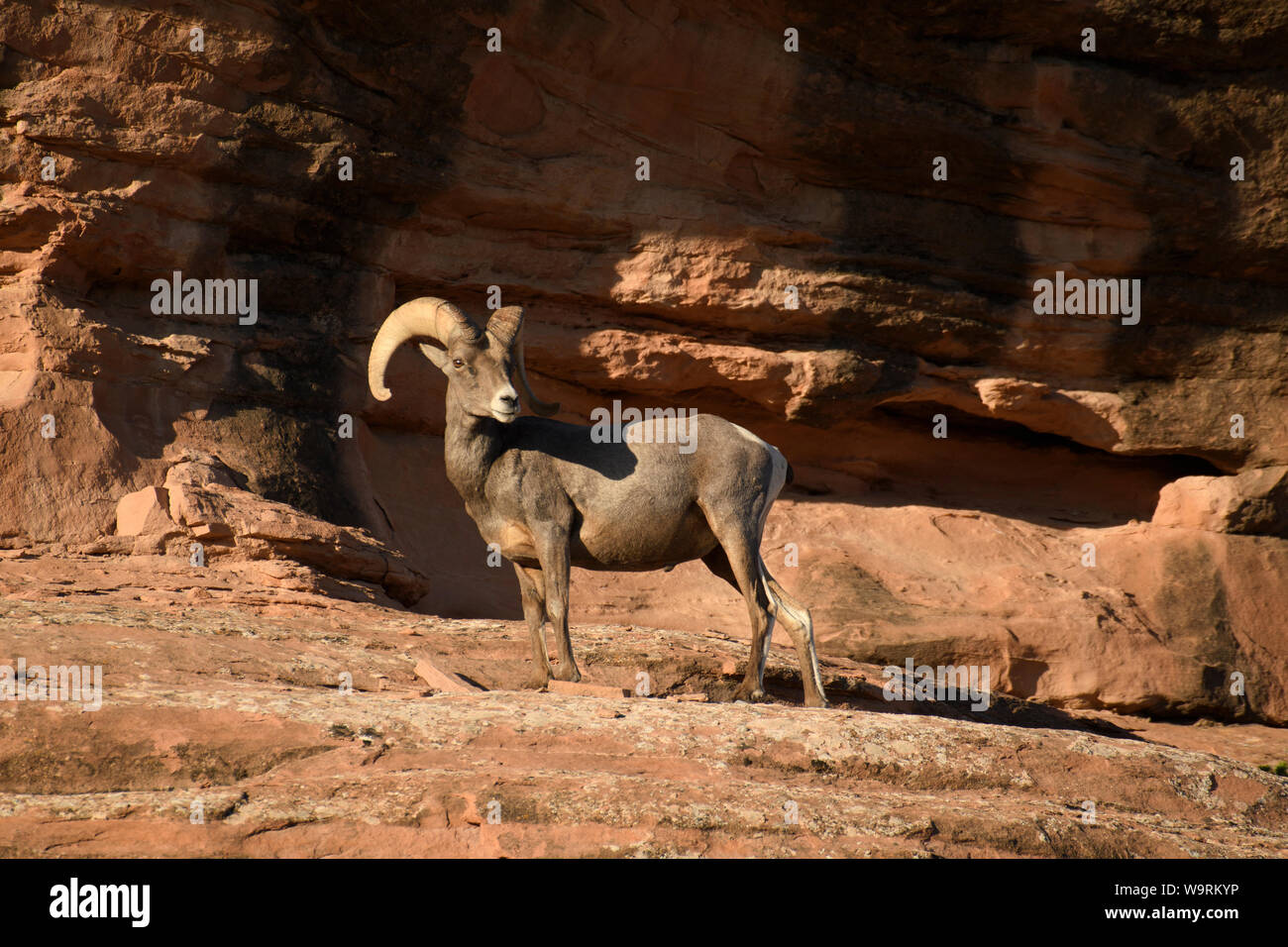 North America, American, USA, Southwes t, Grand Junction, Colorado National Monument, Ovis canadensis, Dickhornschafen *** Local Caption *** Stockfoto