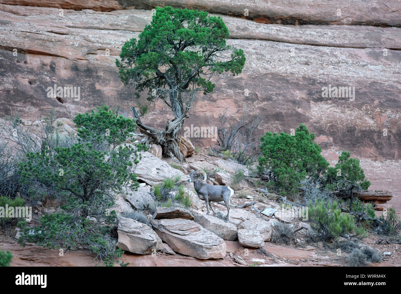 North America, American, USA, Südwesten, Grand Junction, Colorado National Monument, Ovis canadensis, Dickhornschafen *** Local Caption *** Stockfoto