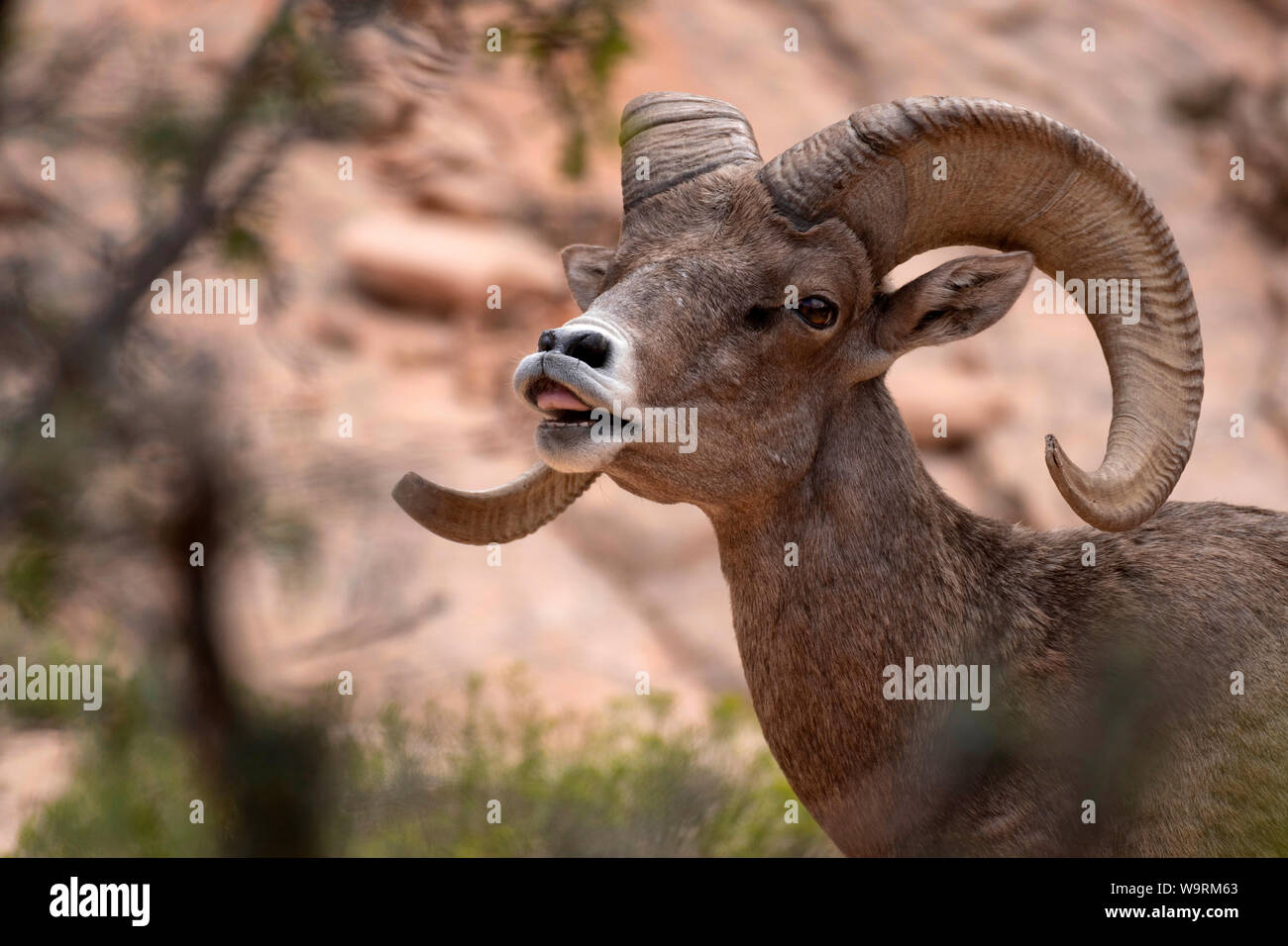 North America, American, USA, Südwesten, Colorado Plateau, Utah, Zion National Park, Bighorn Ram *** Local Caption *** Stockfoto