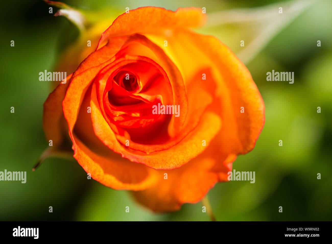 Orange Rose *** Local Caption *** Stockfoto