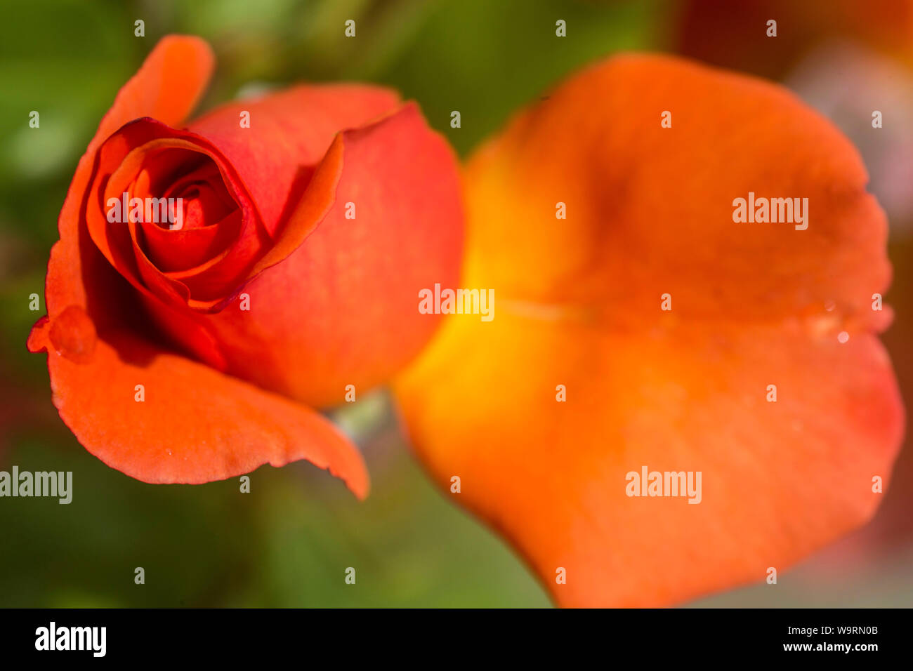 Orange Rose *** Local Caption *** Stockfoto