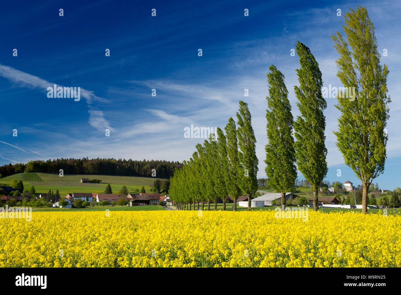 Pappelallee bei Stadel ZH *** Local Caption *** Stockfoto
