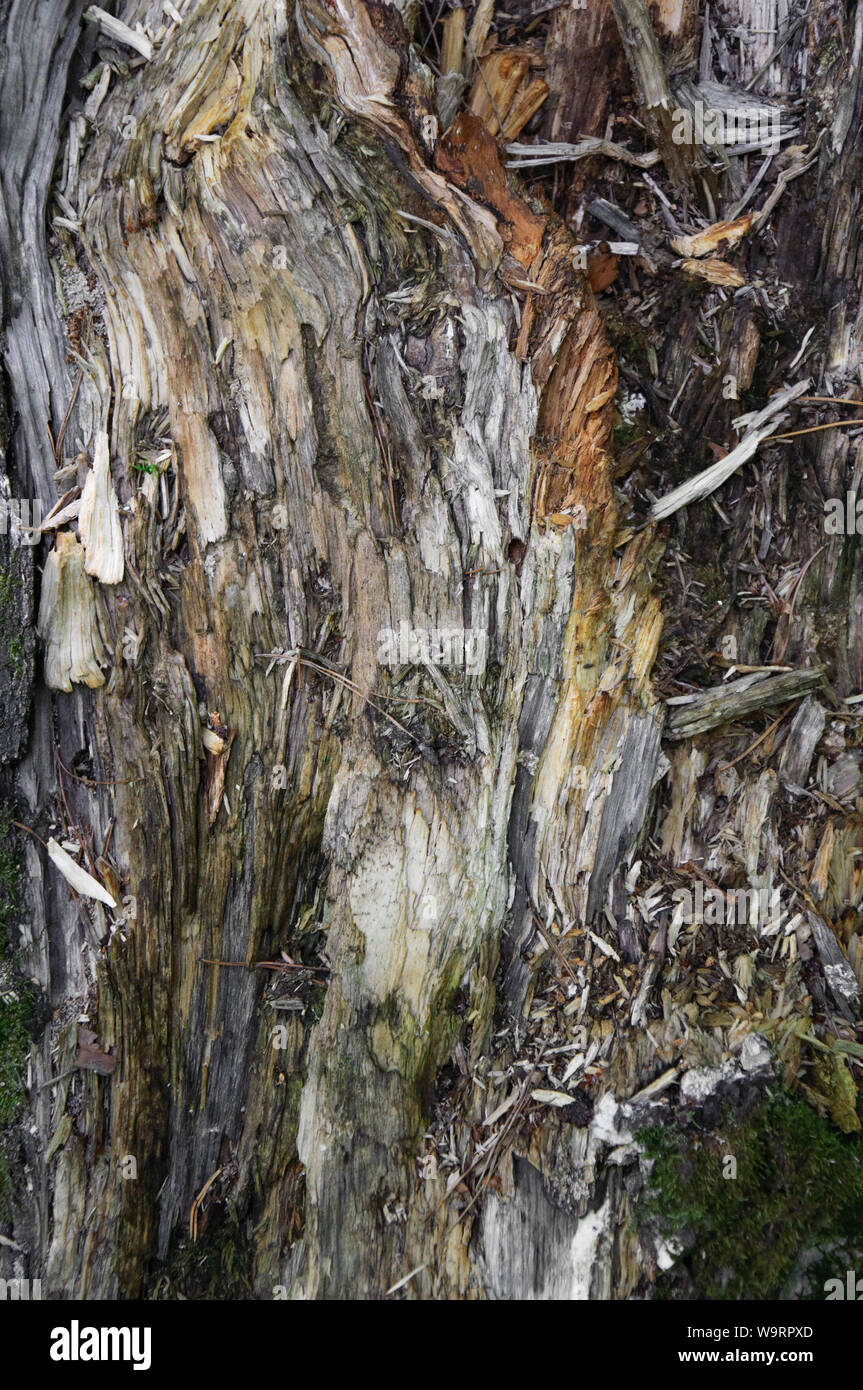 Textur des alten verrotteten Baumstumpf Treibholz closeup im Wald Stockfoto