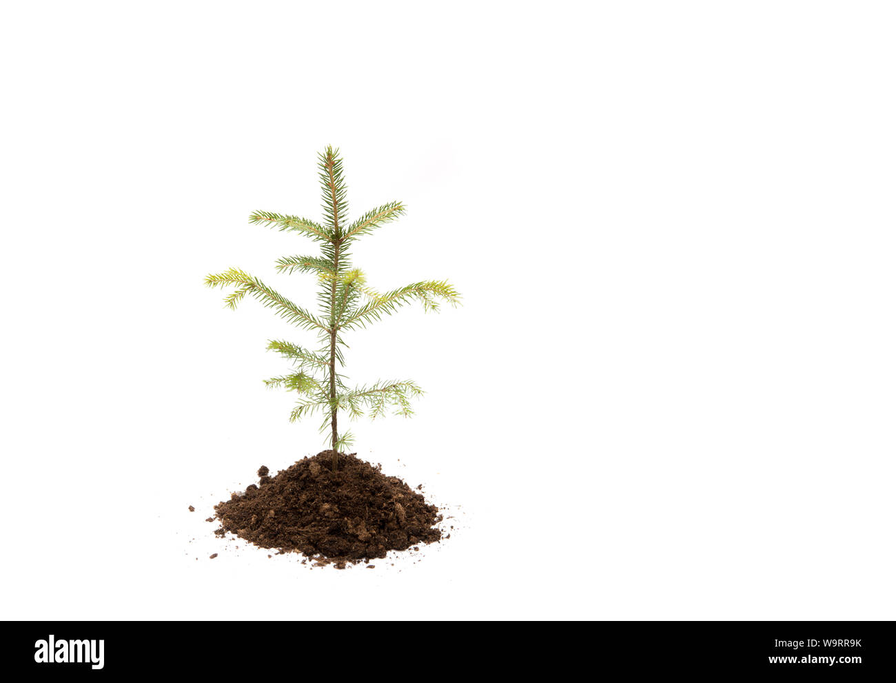 Tannenbaum in Haufen Erde isoliert auf weißem, Studio gedreht. Anpflanzung neuer Fichte Bäume im Wald. Umweltfreundlichen Lebensstil und Erneuerung der Gesamtstruktur c Stockfoto
