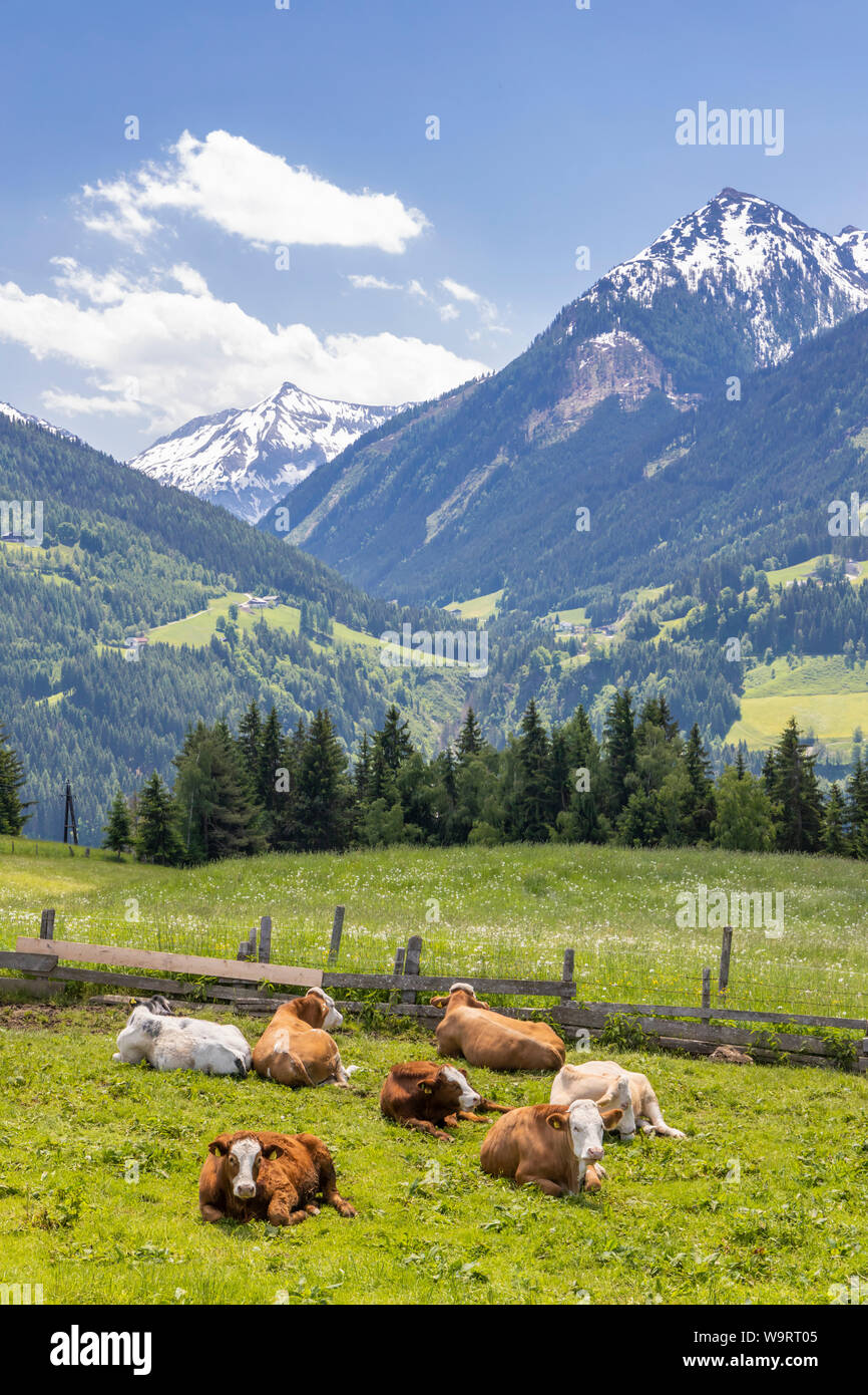 Kuhherde, Schladminger Tauern, Österreich Stockfoto